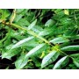 Frêne feuille poudre gélules 250mg
