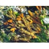 Fucus vésiculeux poudre gélules 