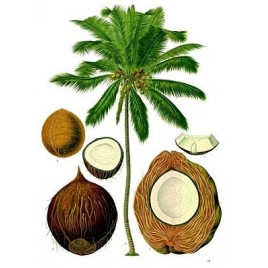 Huile végétale de noix de Coco BIO 100 ml
