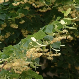 Tilleul BIO fleur & bractée