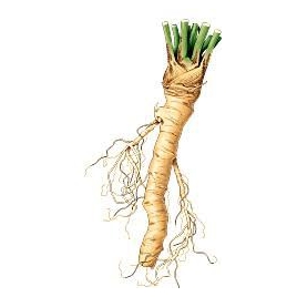 Raifort BIO racine coupée 