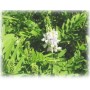Galega plante