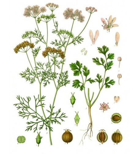 Digestif Carminatif - Mélange pour tisane