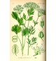 Détox - mélange pour Tisane 