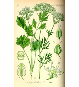 Détox - mélange pour Tisane 