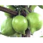 Garcinia gélules extrait sec 200mg