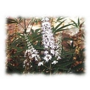 Gattilier fruit poudre