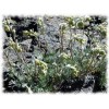 Genepi des Alpes plante