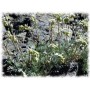Genepi des Alpes plante
