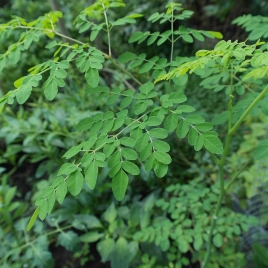Moringa Poudre BIO