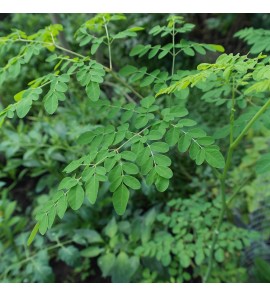 Moringa Poudre BIO