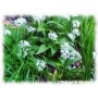 Ail des Ours plante