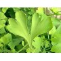 Ginkgo feuille poudre gélules 200mg