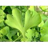 Ginkgo biloba poudre