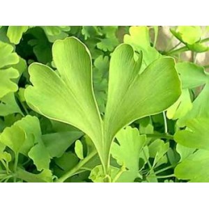 Ginkgo biloba poudre