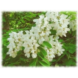 Acacia fleur
