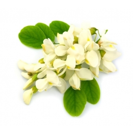 Acacia fleur