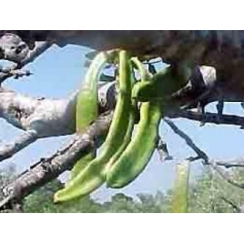 Caroube fruit poudre