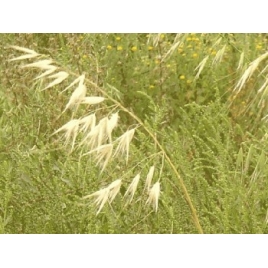 Avoine semence poudre