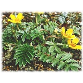 Argentine Potentille plante