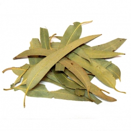Eucalyptus feuille entière