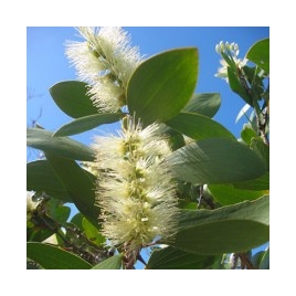 Niaouli BIO HECT