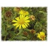 Grindelia plante