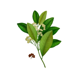 Bay Saint Thomas HECT