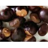 Guarana poudre gélules 250mg