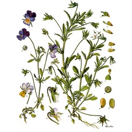 Pensée sauvage poudre gélules 250mg