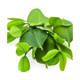 Ravintsara camphrier feuille HECT