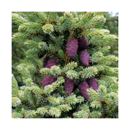 Epinette noire BIO HECT