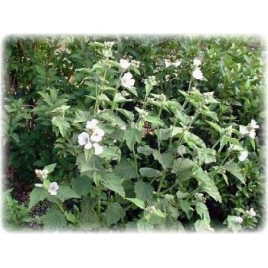 Guimauve feuille