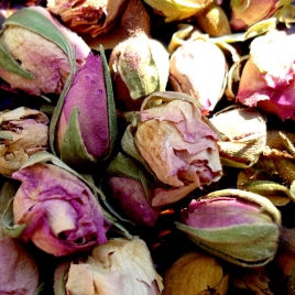 Rose pâle bouton