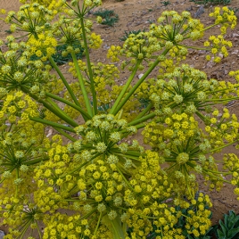 Ase fétide en poudre