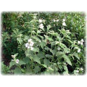 Guimauve racine décortiquée coupée