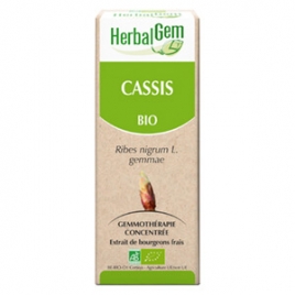 Bourgeon de cassis Bio