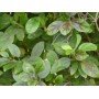 Gymnema poudre