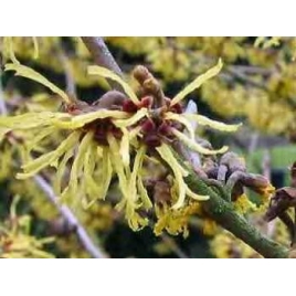 Hamamelis BIO feuille