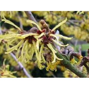 Hamamelis BIO feuille
