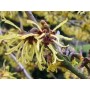 Hamamelis BIO feuille