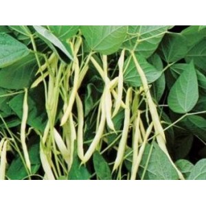 Haricot gélules de cosse poudre 235mg