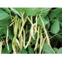 Haricot gélules de cosse poudre 235mg