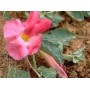 Harpagophytum gélules poudre 250mg