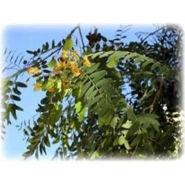 Henné Neutre poudre