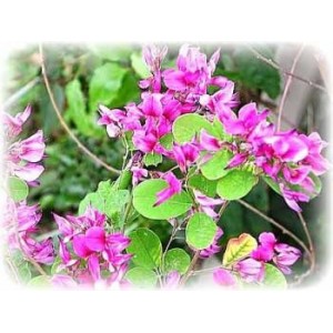 Henné Noir naturel poudre