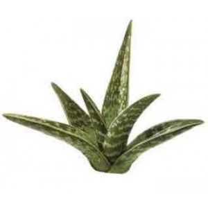Aloès gélules de poudre de suc 270mg