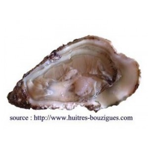 Huitre coquille gélules de poudre 330mg