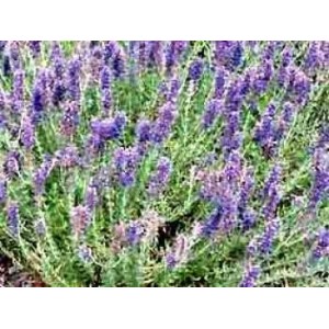 Hysope BIO sommité fleurie