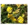 Immortelle fleur